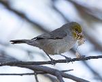 Verdin