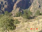 Mountain lion on a distant hillside
