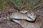 Bull snake in a defensive posture