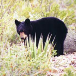Mexican black bear
