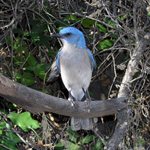 Mexican Jay