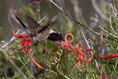 Lucifer hummingbird sips nectar from a hummingbird bush flower.