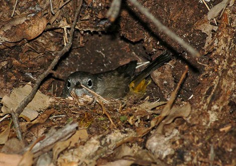 A Colima Warbler sits on her nest.