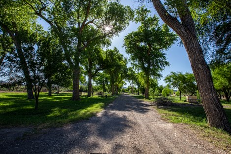 A dirt road travels underneath tall cottonwood trees.