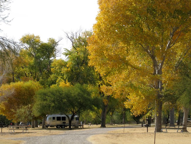 A silver RV sits underneath the shade of large cottonwood trees whose leaves have turned yellow and orange.