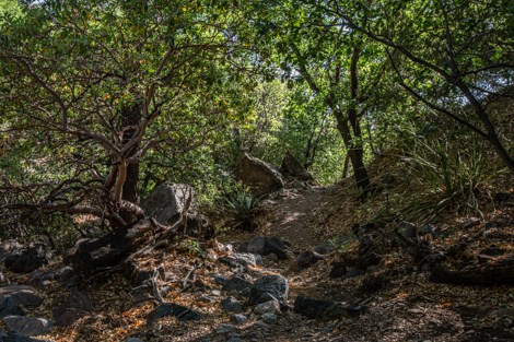 A madrone tree shades the Pine Canyon Trail.