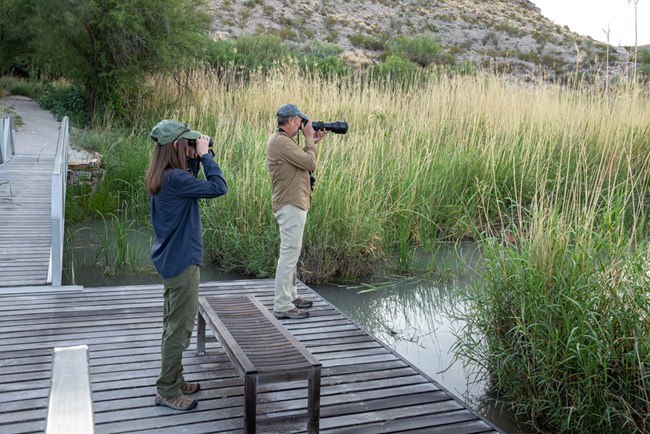 A man and a woman stand on a boardwalk, using binoculars and a camera to look for birds.