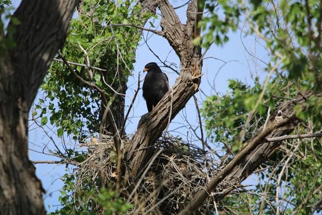 A large black bird sits on a branch above a nest.