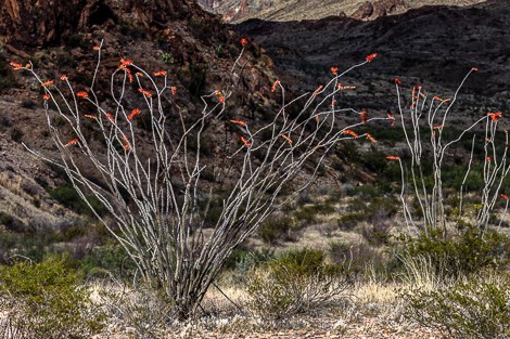 Leafless stalks of ocotillo are topped with orange-red clusters of flowers.