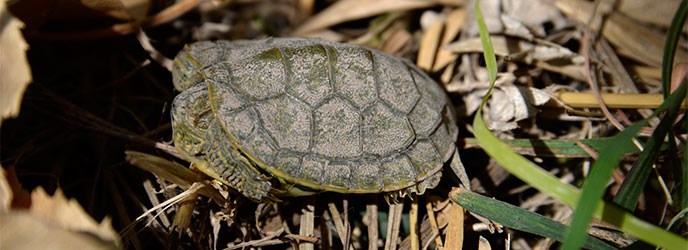 Juvenile Turtle