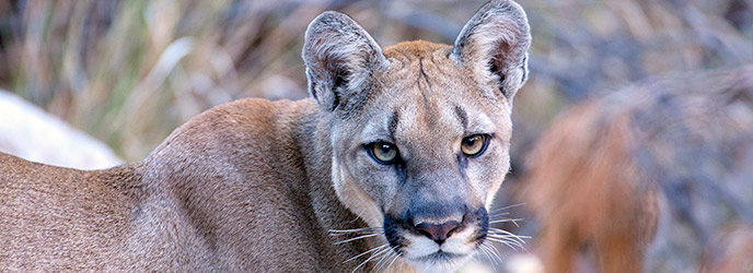 Mountain Lion