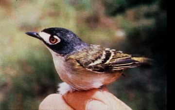 Black capped vireo being held by researcher