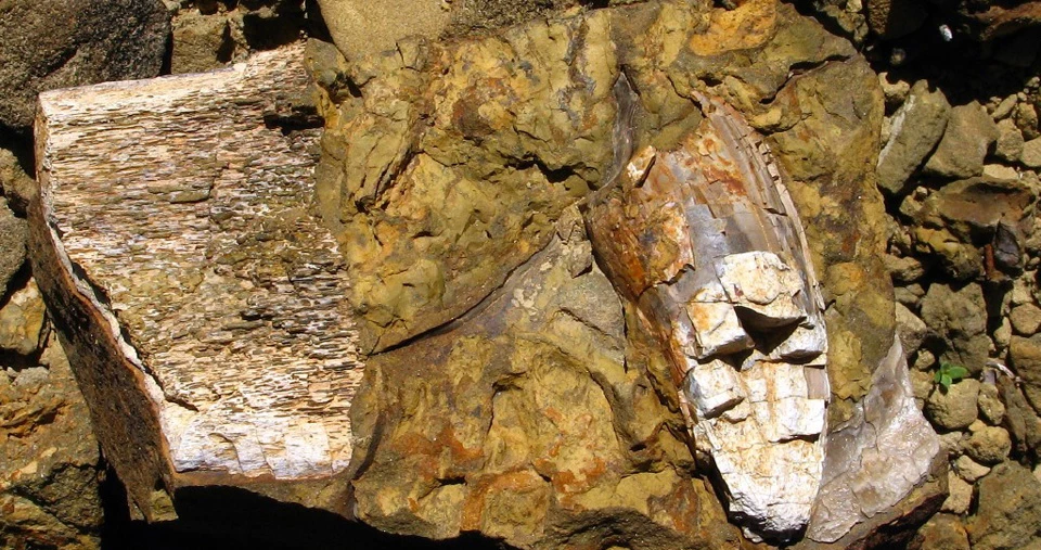 fossil bone and tooth fossil bone and tooth
