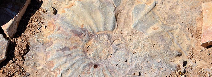 national park with dinosaur fossils