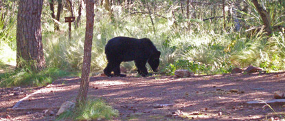 Bear in a Chisos campsite