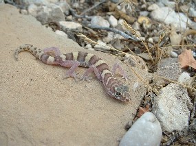 Texas banded gecko