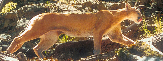 Mountain lion on the Boot Canyon Trail