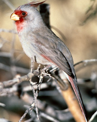Pyrrhuloxia, a cardinal-like bird Pyrrhuloxia, a cardinal-like bird