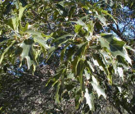 Oak leaves Oak leaves