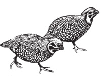 Montezuma quail