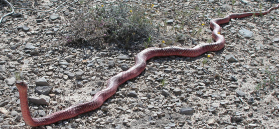 Western Coachwhip Snake
