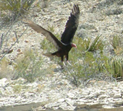 Turkey vulture coming in for a landing