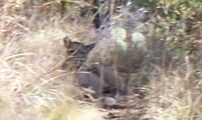 Mountain lion on the Juniper Canyon Trail, April 2006