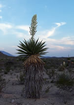 Giant dagger yucca blooming along the Dagger Flat Road