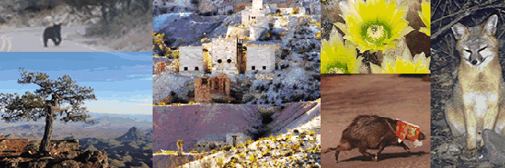 Collage of visitor-submitted photographs