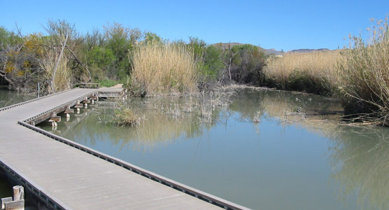 Beaver pond at Rio Grande Village