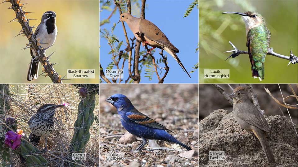 6 small photos of a Black-throated Sparrow, Mourning Dove, Lucifer Hummingbird, Cactus Wren, Blue Grosbeak, and a Canyon Towhee