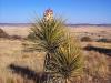 Chihuahuan Desert Research Institute