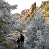 Snowy Morning on the Window Vew Trail