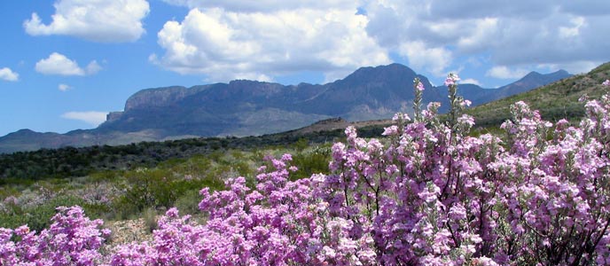Cenizo in bloom
