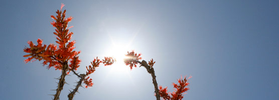 Ocotillo Sky