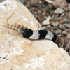 Rattlesnake