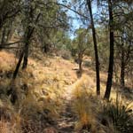 Chisos Basin Loop Trail