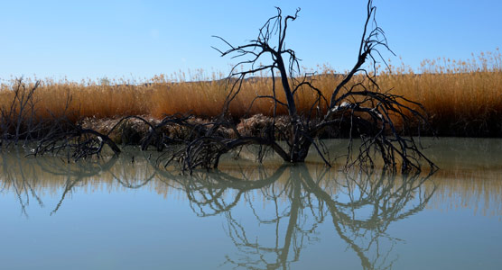 Rio Grande Village Nature Trail Beaver Pond