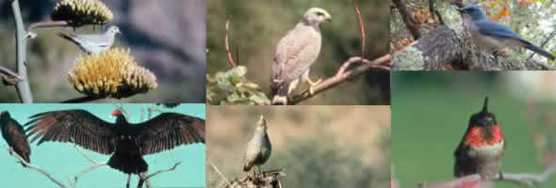 Bird collage (clockwise starting in left hand corner: white winged dove, Gray Hawk, Mexican Jay, Ruby Throated Hummimgbird, Scaled Quail, and Turkey Vulture)