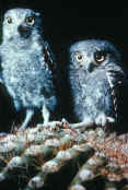 Elf Owls Elf Owls