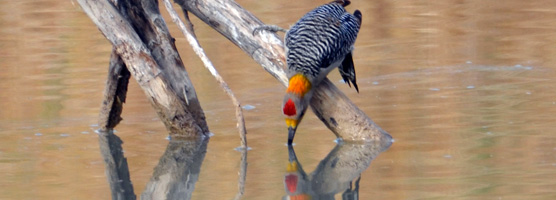 Golden-fronted Woodpecker