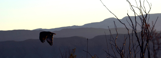 Red-tailed hawk