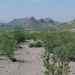 Along the trail to Mule Ears Spring
