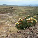 Old Maverick Road