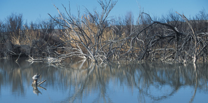 Rio Grande Village Nature Trail