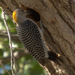 Golden-fronted Woodpecker