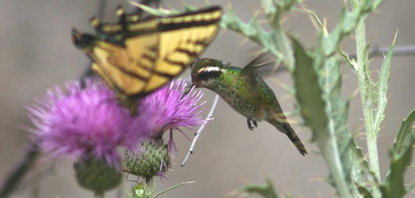 White-eared hummingbird in Boot Canyon, June 2005