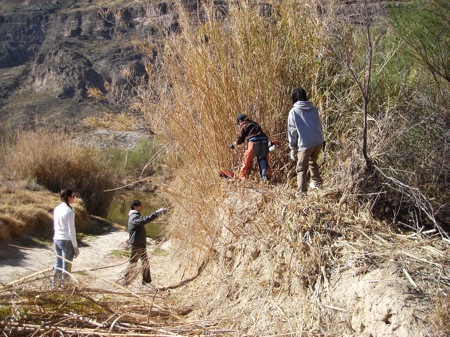 Volunteers clearing brush