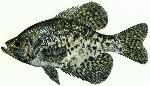 Black crappie