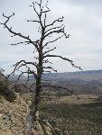Lone Tree on ridge
